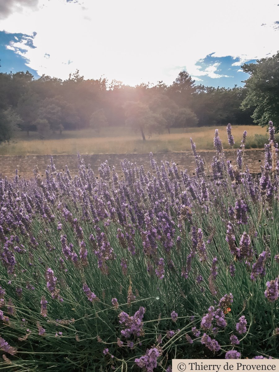 Laventelipelto auringonlaskussa, taustalla vehreä metsä. Pehmeät, violetit kukat ja lämpimän aurinkoinen tunnelma.